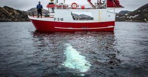 Espionnage. Le mystère du béluga espion russe enfin élucidé ?