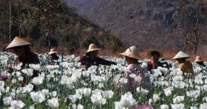 Drogue. Avec la guerre civile, la production d’opium baisse en Birmanie