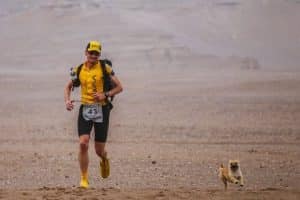 Un chien réussit à poursuivre un marathonien sur 125 km