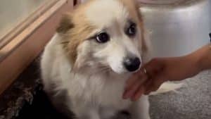 Comment une chienne coréenne touche le monde entier après avoir perdu toute sa famille