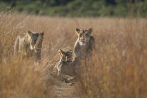 un petit garçon survit cinq jours dans un parc animalier peuplé de lions au Zimbabwe