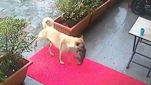 une chienne errante désespérée dépose son chiot malade