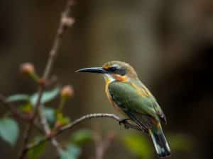 ‘Birdeater’ Review: Effectively Disorienting Ensemble Piece Handles Friendship and Romance with Razor-Sharp Incisiveness