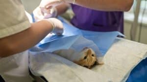 Medico fa la tac alla sua gatta in ospedale e la opera, adesso è sotto inchiesta