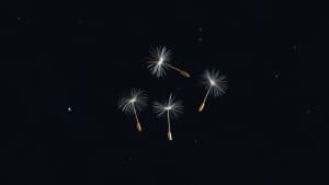 ‘Dandelion’s Odyssey’ Review: A Dialogue-Free Animated Epic Journey Floats With Wondrous Inventiveness