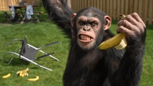 ‘Primate’ Review: A Pet Chimp Goes Ape in the First Simian-Next-Door Slasher Movie. It Gets Two-and-a-Half Bananas
