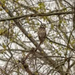 Un hibou de l'Est majestueux perché dans les branches nues d'un arbre hivernal surplombant un parc urbain enneigé.