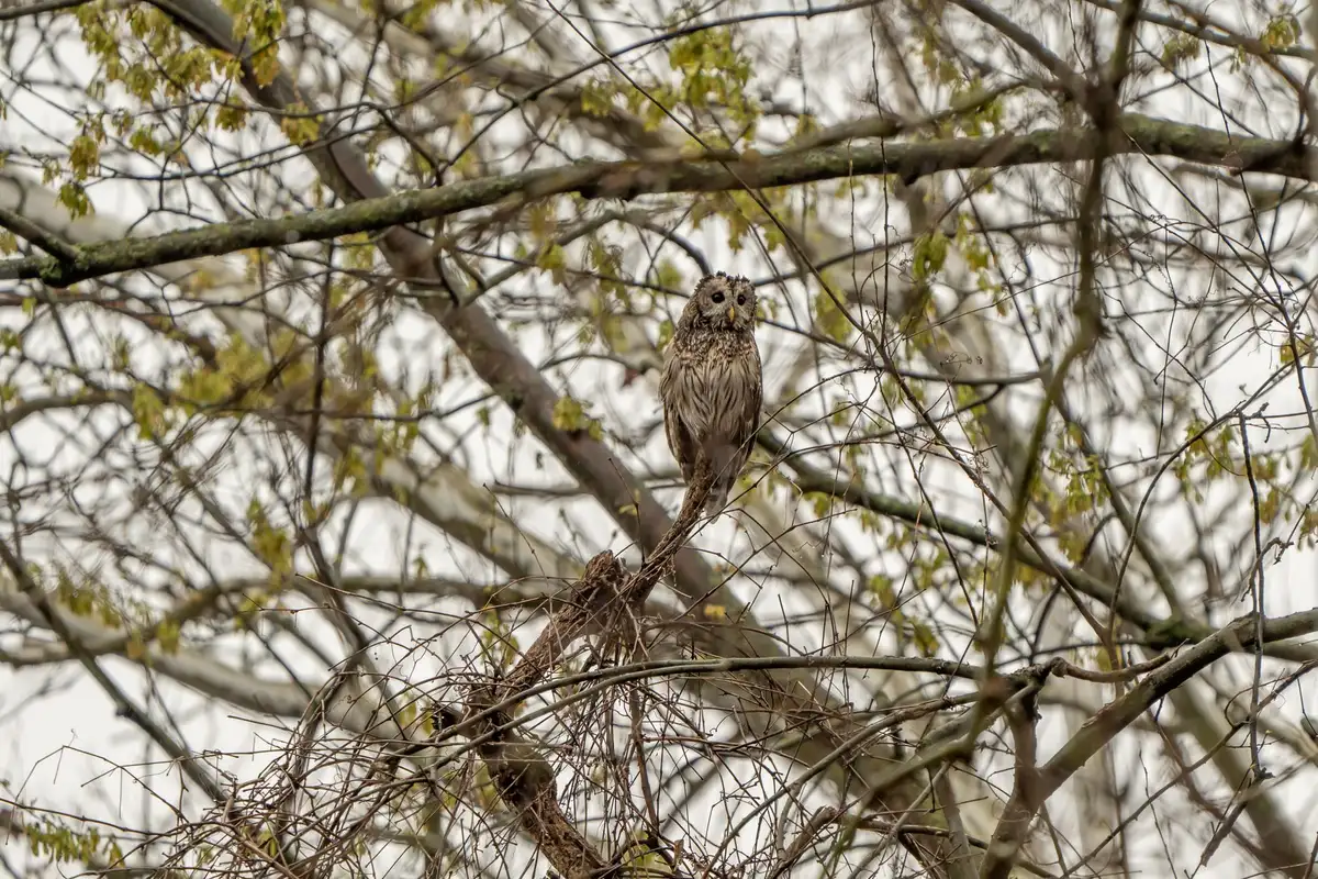 Un hibou de l'Est majestueux perché dans les branches nues d'un arbre hivernal surplombant un parc urbain enneigé.