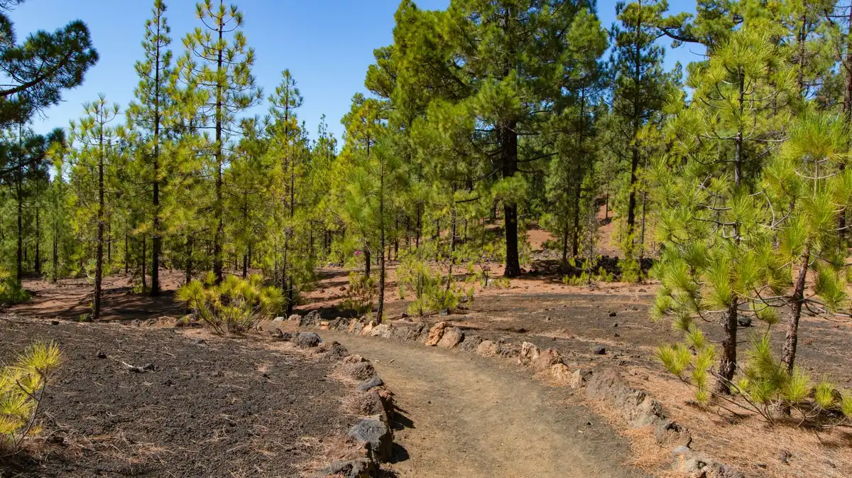 Sentier de randonnée ombragé sous les pins sur une île méditerranéenne