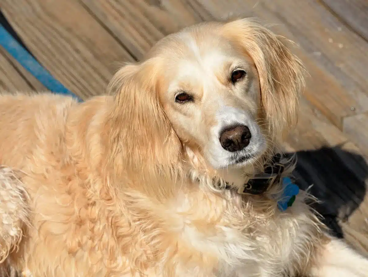 Homme quittant une ville avec un chien adopté en refuge