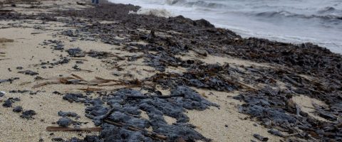Brésil : pollution catastrophique aux hydrocarbures sur 2 000 km de côtes