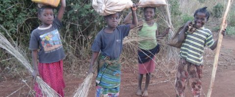 Lutte contre le travail des enfants : seuls 12 pays, dont la Côte d’Ivoire, réalisent une « avancée significative »