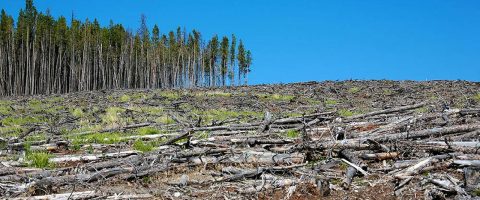 <strong>Déforestation : L’Union Européenne présente son plan de lutte contre le phénomène</strong>