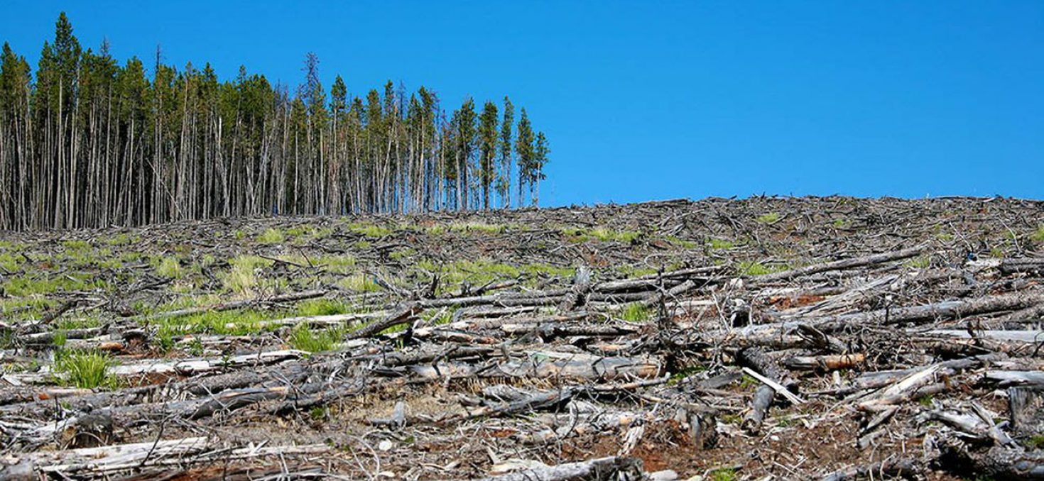 <strong>Déforestation : L’Union Européenne présente son plan de lutte contre le phénomène</strong>
