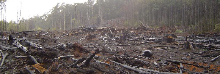 Le Brésil et l’Indonésie annoncent stopper la déforestation d’ici 2030