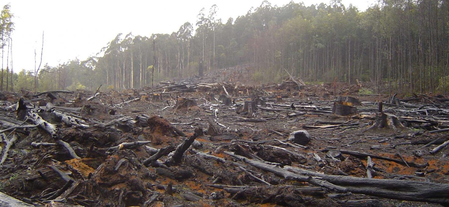 Le Brésil et l’Indonésie annoncent stopper la déforestation d’ici 2030