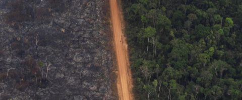 Amazonie : des députés et des ONG appellent à boycotter des produis issus de la déforestation