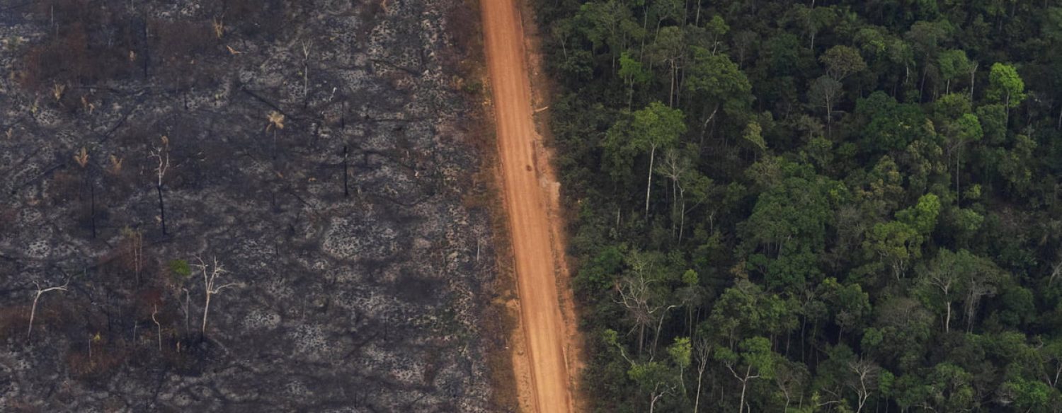 Amazonie : des députés et des ONG appellent à boycotter des produis issus de la déforestation