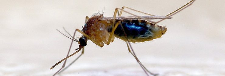 Chikungunya: la Guyane contre l’utilisation d’un insecticide toxique