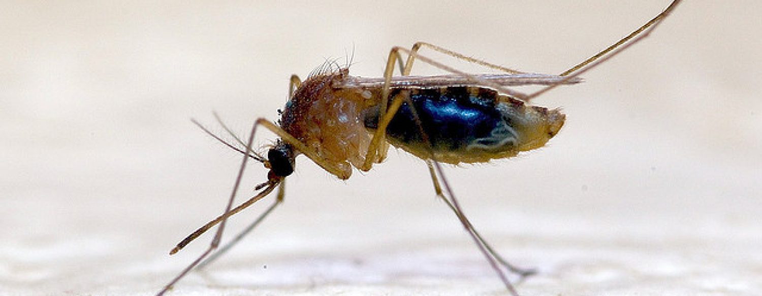 Chikungunya: la Guyane contre l’utilisation d’un insecticide toxique