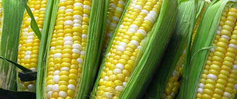 Manger sans OGM ? Oui, c’est possible!