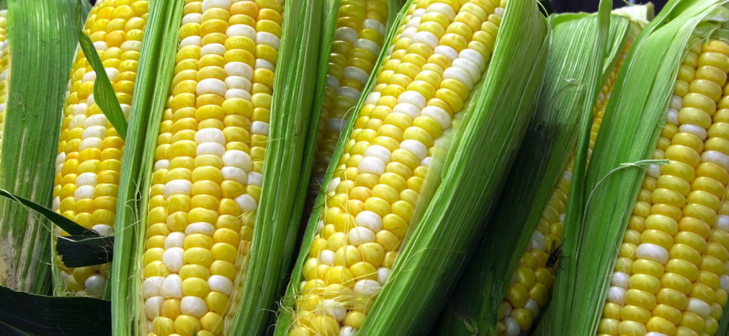 Manger sans OGM ? Oui, c’est possible!