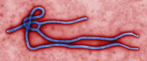Le virus Ébola en 10 chiffres
