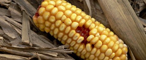 OGM: le nouveau combat