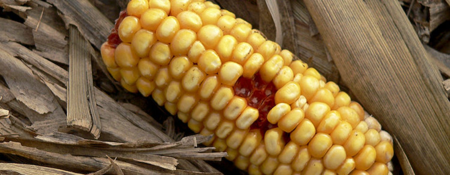 OGM: le nouveau combat