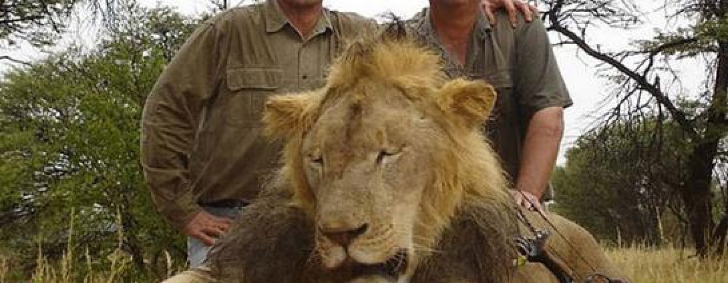 Un dentiste américain, amateur de gros gibier, accusé d’être le tueur du lion Cecil