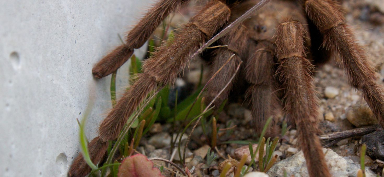 Les araignées tueuses sèment la panique en Inde