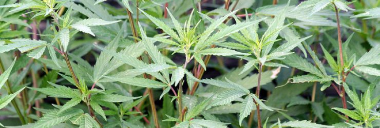 Le cannabis en comprimés: mieux qu’un joint pour soulager la douleur