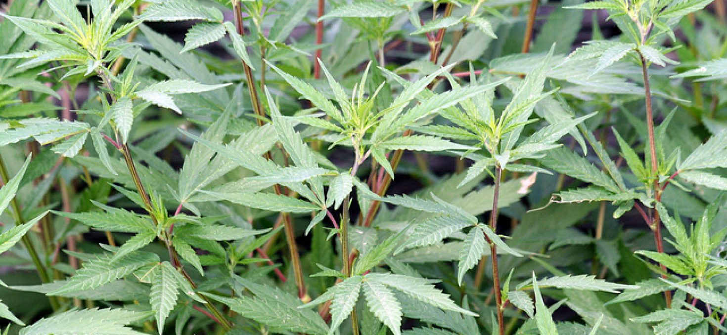 Le cannabis en comprimés: mieux qu’un joint pour soulager la douleur