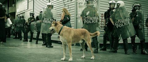 Loukanikos, le chien mascotte des manifestants grecs est mort
