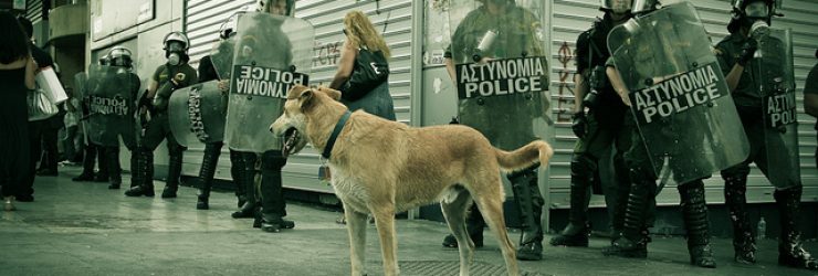 Loukanikos, le chien mascotte des manifestants grecs est mort