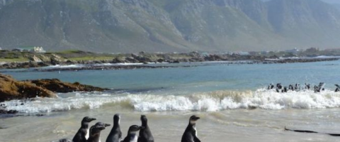 Pingouins : immigrés africains en danger