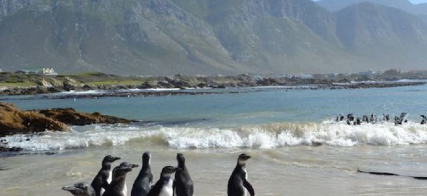 Pingouins : immigrés africains en danger