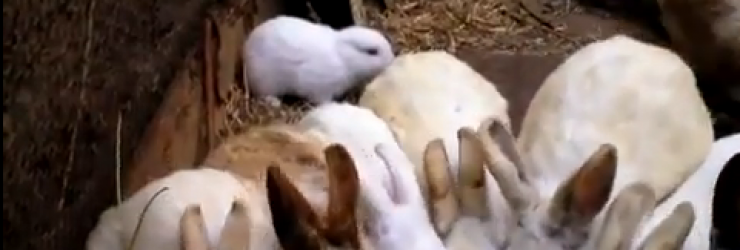 Naissance d’un lapin sans oreilles près de la centrale de Fukushima