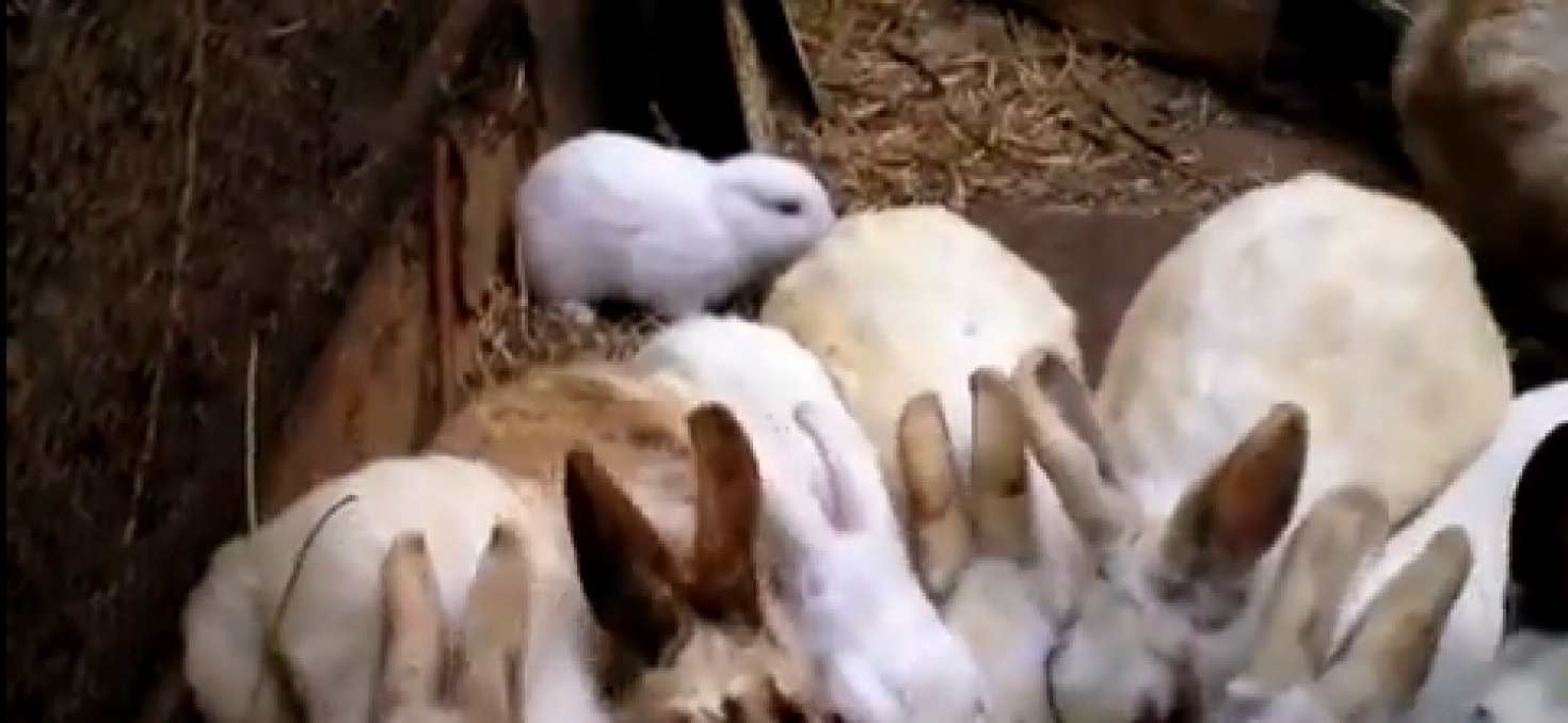 Naissance d’un lapin sans oreilles près de la centrale de Fukushima