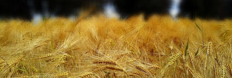 Lutte contre le réchauffement climatique: la contribution chiffrée de «l’agro-écologie» française