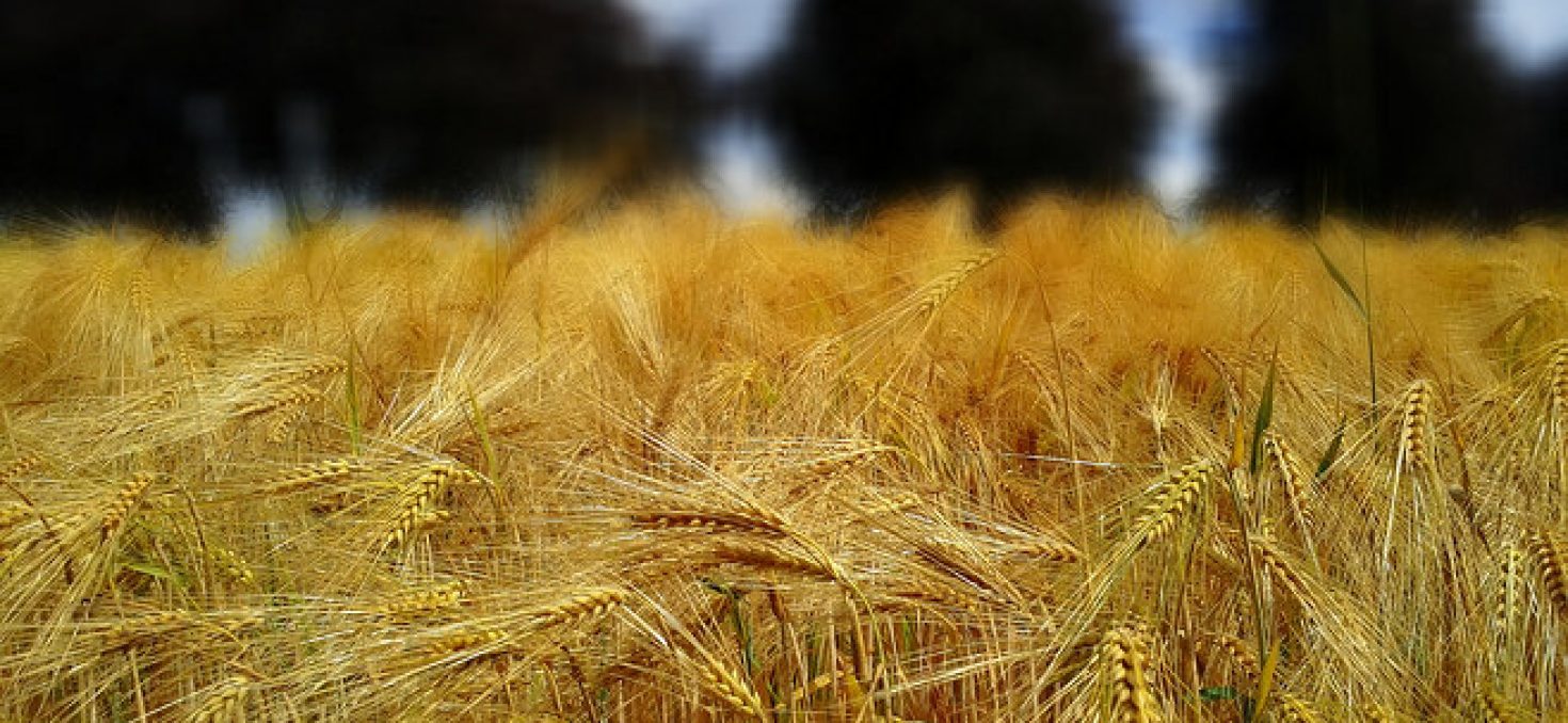Lutte contre le réchauffement climatique: la contribution chiffrée de «l’agro-écologie» française