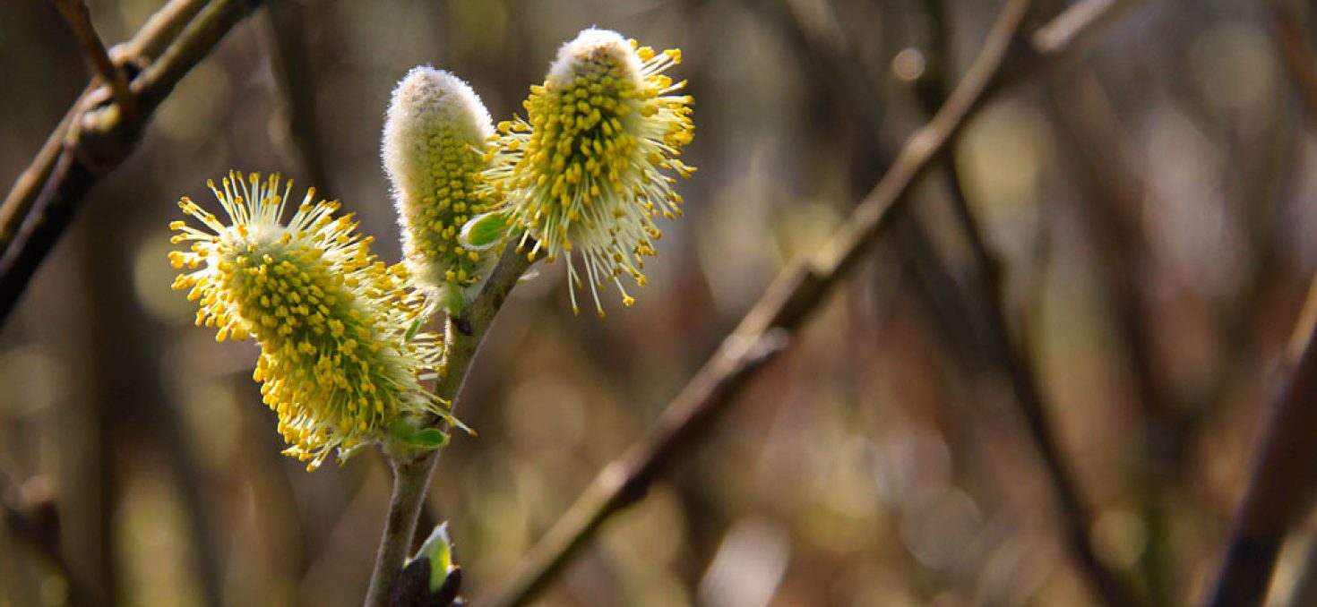 La libération du pollen provoque un retour en force des allergies