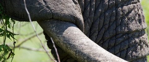 Commerce de l’ivoire, une réglementation nécessaire