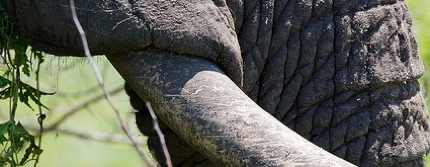 Commerce de l’ivoire, une réglementation nécessaire