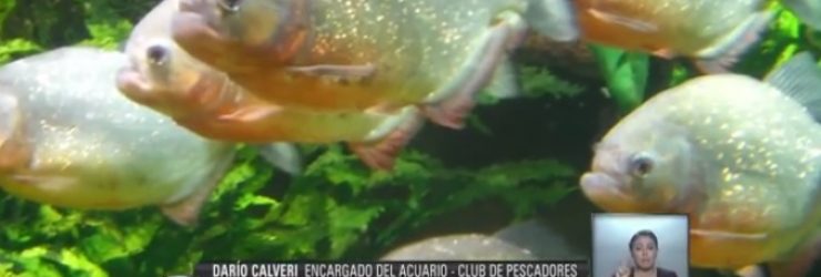 Argentine: une violente attaque de piranhas fait 60 victimes