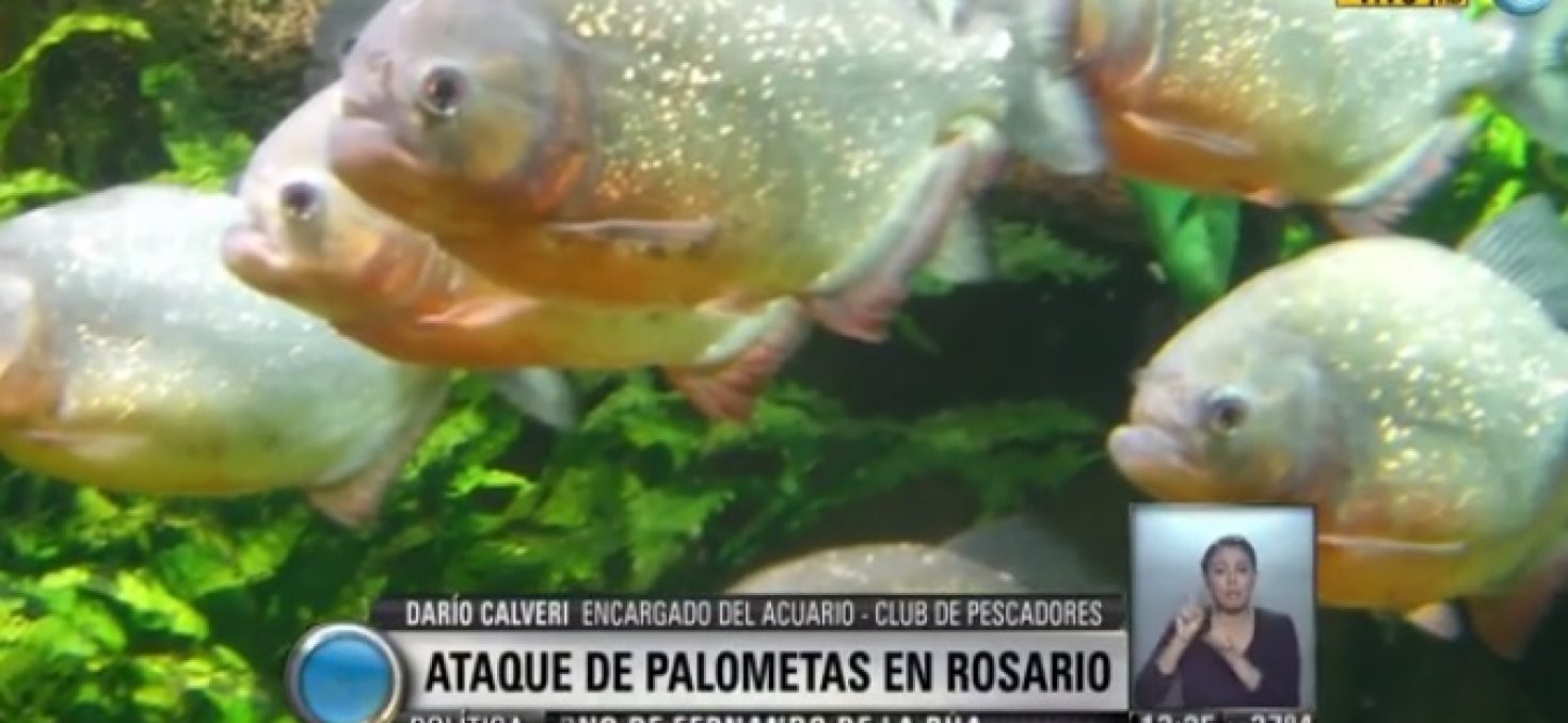 Argentine: une violente attaque de piranhas fait 60 victimes