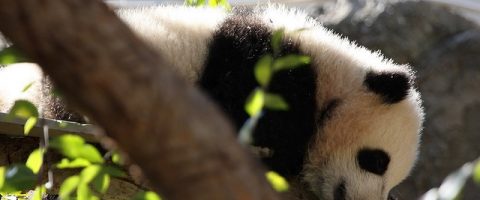 Mort du bébé panda: le Japon en deuil