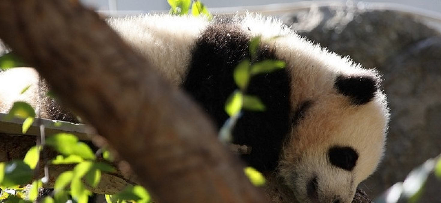 Mort du bébé panda: le Japon en deuil