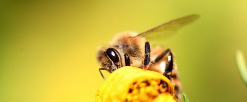 Les abeilles, clés du rajeunissement?