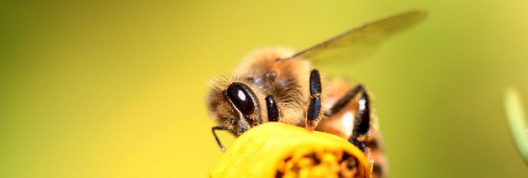 Les abeilles, clés du rajeunissement?